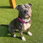 After 260 days in the shelter, a heartbroken dog “cries endlessly,” longing for a loving forever home