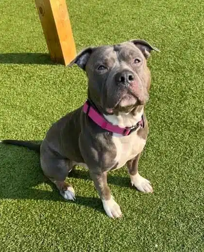 After 260 days in the shelter, a heartbroken dog “cries endlessly,” longing for a loving forever home