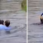 Truck Driver Risked Life to Save Drowning Chimpanzee After Zookeepers Declined to Help